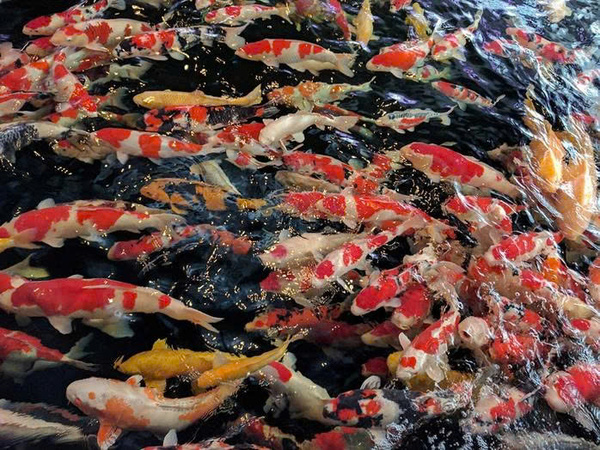 Chất lượng cá Koi tại trại cá Dainichi Koi Farm