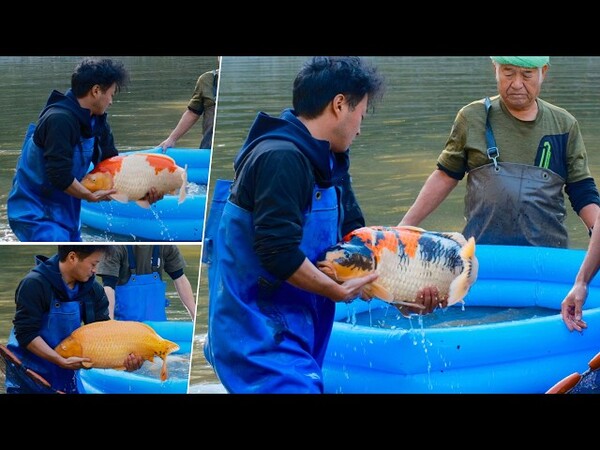 Dainichi Koi Farm nổi tiếng với nhiều dòng cá Koi cao cấp được yêu thích trên toàn thế giới.
