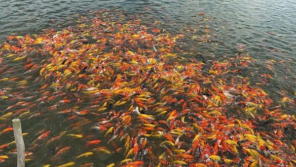 Chất lượng cá koi tại Fukasawa Koi Farm