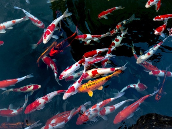 Các dòng cá Koi tại trại Fukasawa Koi Farm