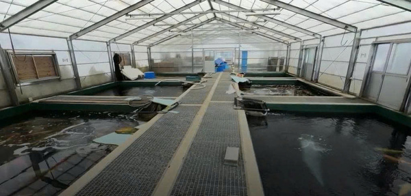 Hirashin Koi Farm là một trong những trang trại cá Koi nổi tiếng tại Nhật Bản