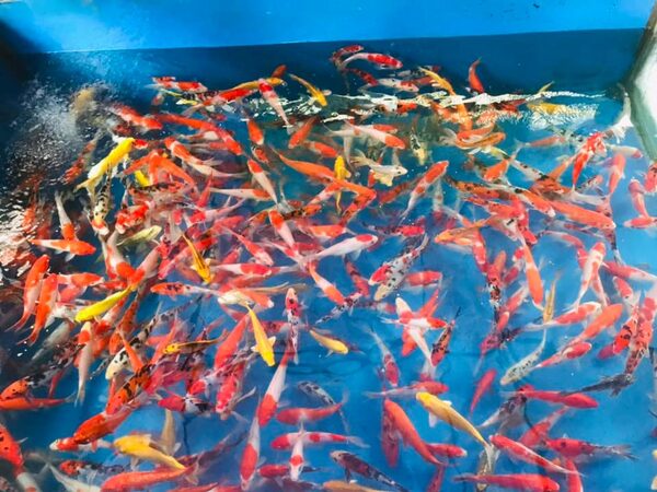 Chất lượng cá Koi tại trại cá Hirashin Koi Farm