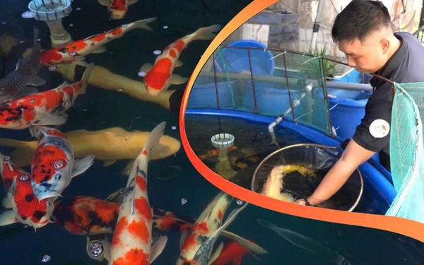 Chất lượng cá Koi tại trại cá Hoshikin Koi Farm