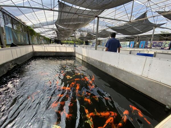 Cơ sở vật chất tại Hoshikin Koi Farm rất hiện đại và được đầu tư bài bản.