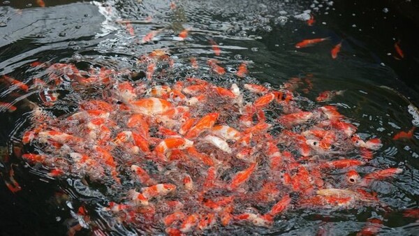 Điểm nổi bật lớn nhất của Hosokai Koi Farm chính là chất lượng cá Koi vượt trội.