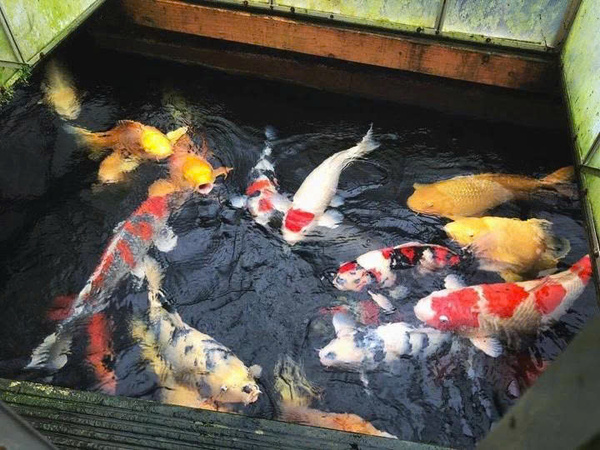 Các dòng cá Koi tại trại Hosokai Koi Farm