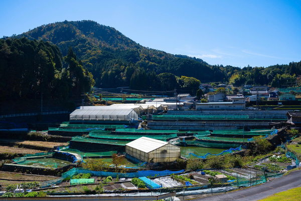 Trang trại cá Konishi Koi Farm