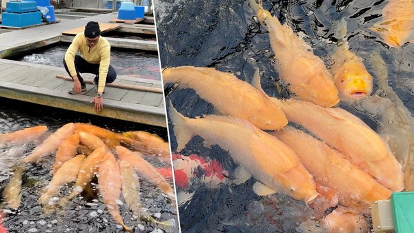 Chất lượng cá Koi tại trại Konishi Koi Farm