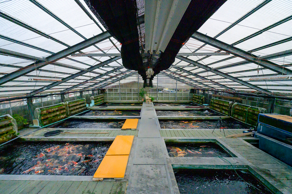 Cơ sở vật chất tại trại cá Konishi Koi Farm