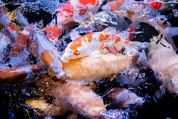 Các dòng cá Koi tại trại Konishi Koi Farm