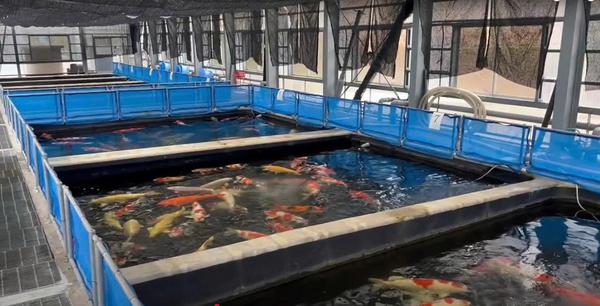 Tìm hiểu về trang trại cá Mano Koi Farm