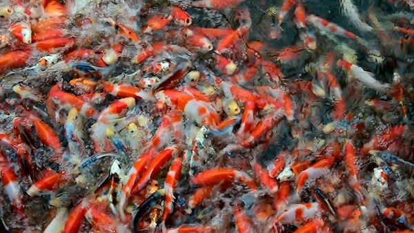 Các dòng cá Koi tại trại Mano Koi Farm