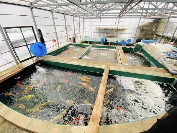 Trang trại cá Maruhiro Koi Farm