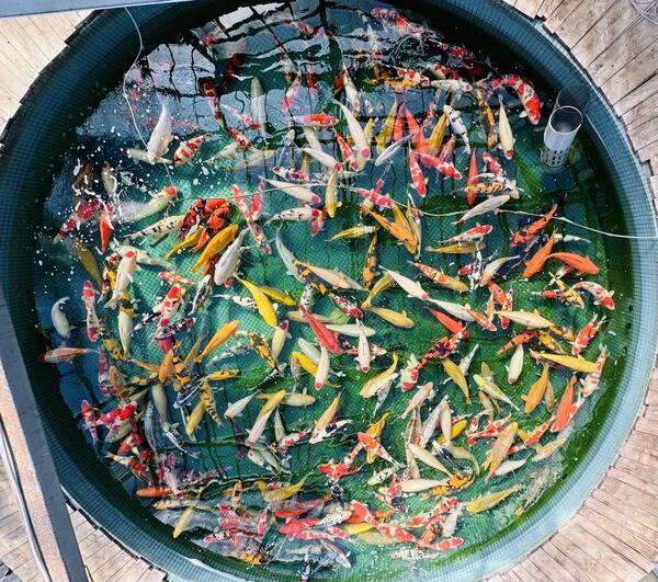 Chất lượng cá koi tại Maruhiro Koi Farm