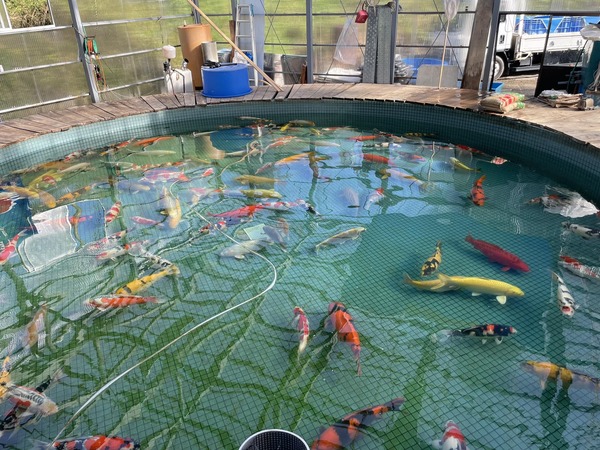 Cơ sở vật chất tại Maruhiro Koi Farm