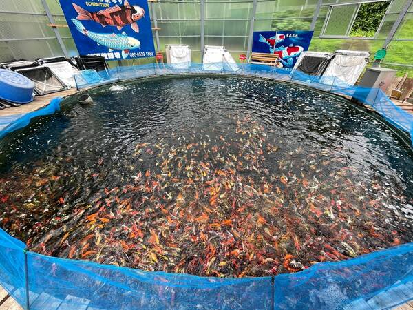 Các dòng cá Koi tại trại Maruhiro Koi Farm
