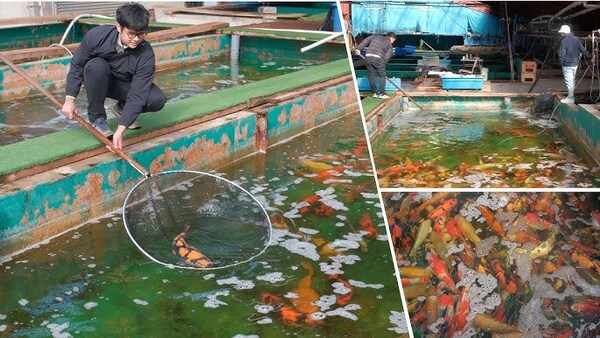 Marusei Koi Farm nổi tiếng với chất lượng cá koi cực kỳ cao.