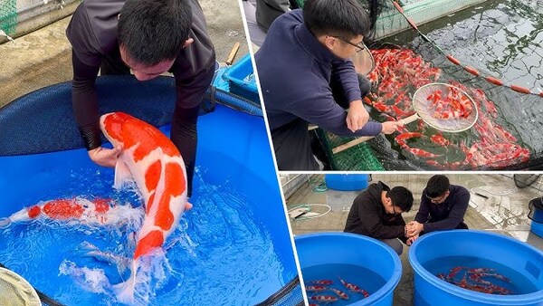 Chất lượng cá Koi tại trại Marushin Koi Farm