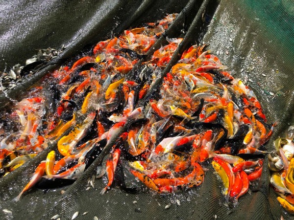 Các dòng cá Koi tại trại Marushin Koi Farm