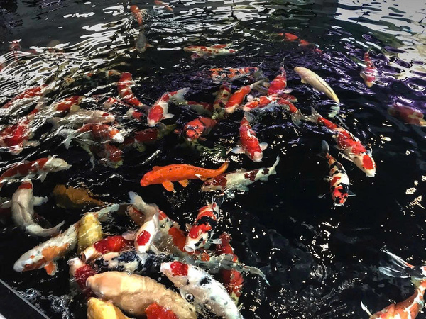 Chất lượng cá Koi tại trại cá Matsue Nishikigoi Center