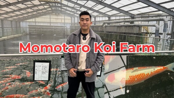 Trang trại cá Momotaro Koi Farm