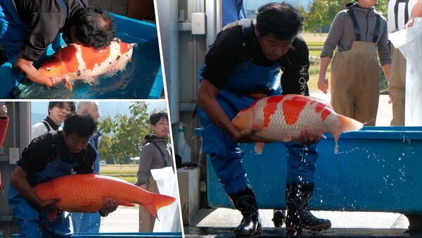 Chất lượng cá Koi tại trại Momotaro Koi Farm