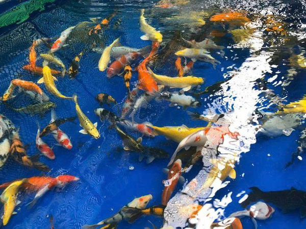 Các dòng cá Koi tại trại Momotaro Koi Farm