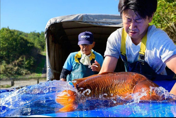 Chất lượng cá Koi tại Otsuka Koi Farm