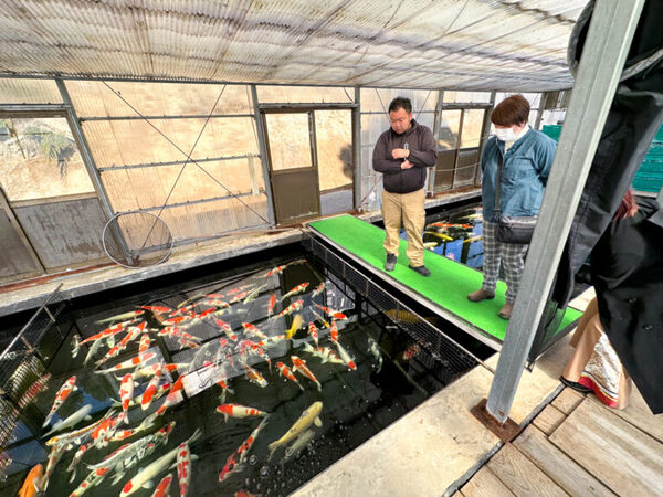 Chất lượng cá Koi tại trại cá Oyaji Koi Farm