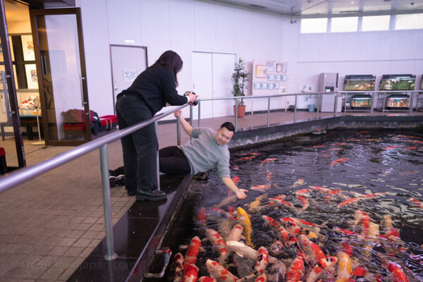 Các dòng cá Koi tại trại Oyaji Koi Farm