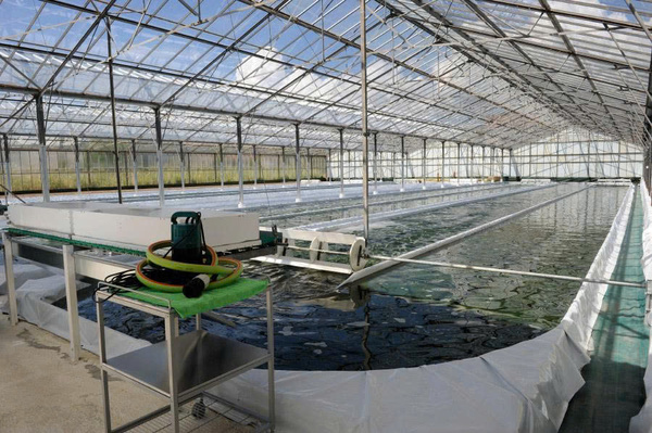 Tìm hiểu về trang trại cá Sakai Fish Farm