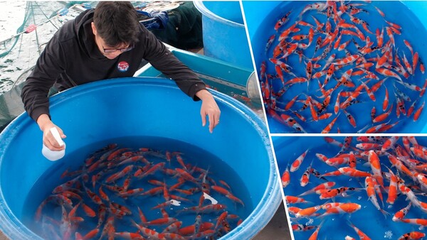 Chất lượng cá Koi tại Sakai Fish Farm