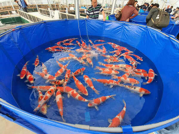 Các dòng cá Koi tại trại Sakai Fish Farm
