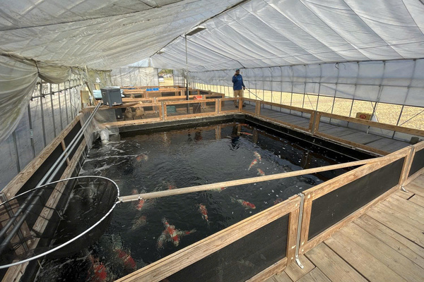 Tìm hiểu về trang trại cá Tamaura Fish Farm