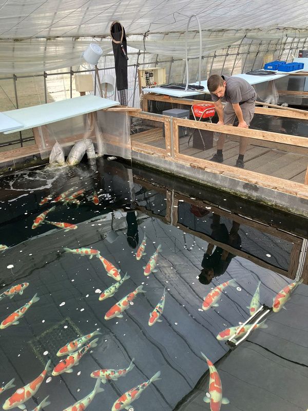 Chất lượng cá Koi tại trại cá Tamaura Fish Farm