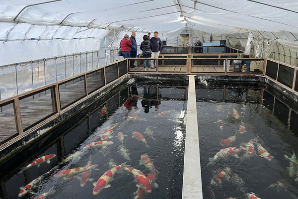 Các dòng cá Koi tại trại Tamaura Fish Farm