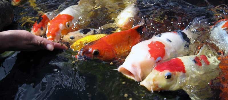 Những thời điểm tuyệt đối KHÔNG NÊN cho cá Koi ăn