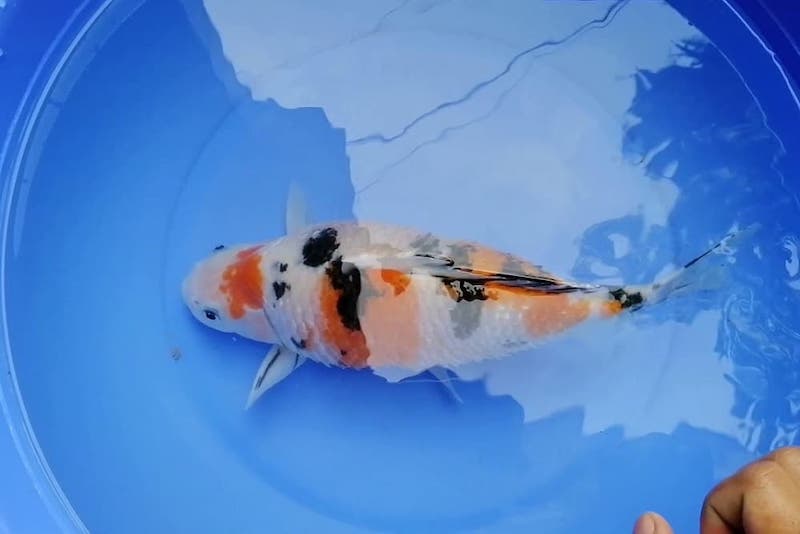 Tình trạng cá Koi bị xù vảy
