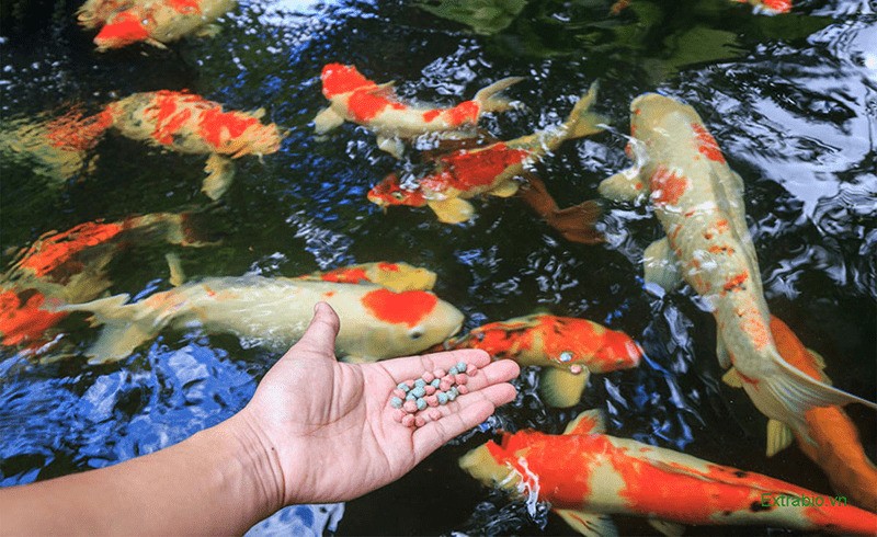 Thức ăn cá Koi là gì?