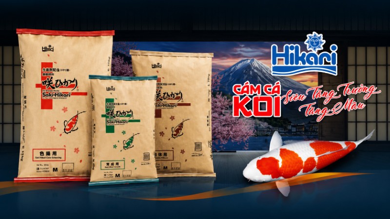 Thức ăn cá Koi Hikari thương hiệu đến từ Nhật Bản
