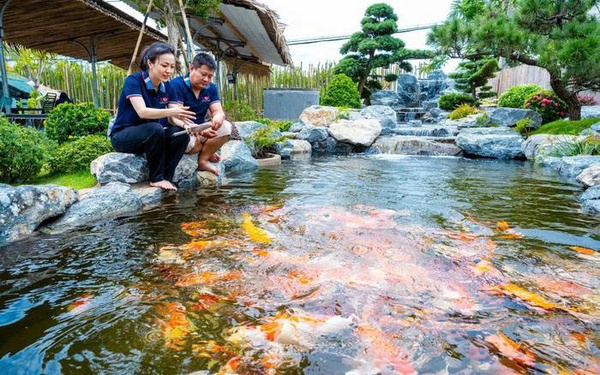 Có nên đầu tư vào cá Koi đắt tiền không?
