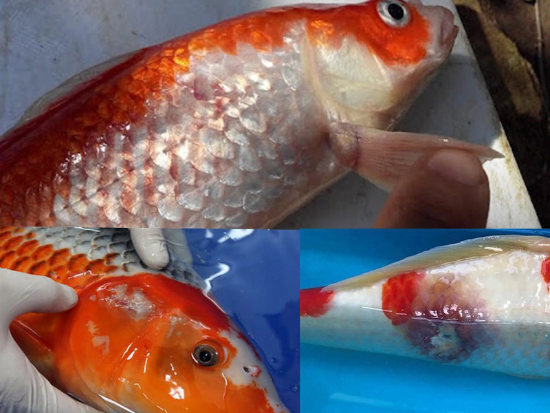 Mắt cá Koi bị nhiễm trùng do vi khuẩn