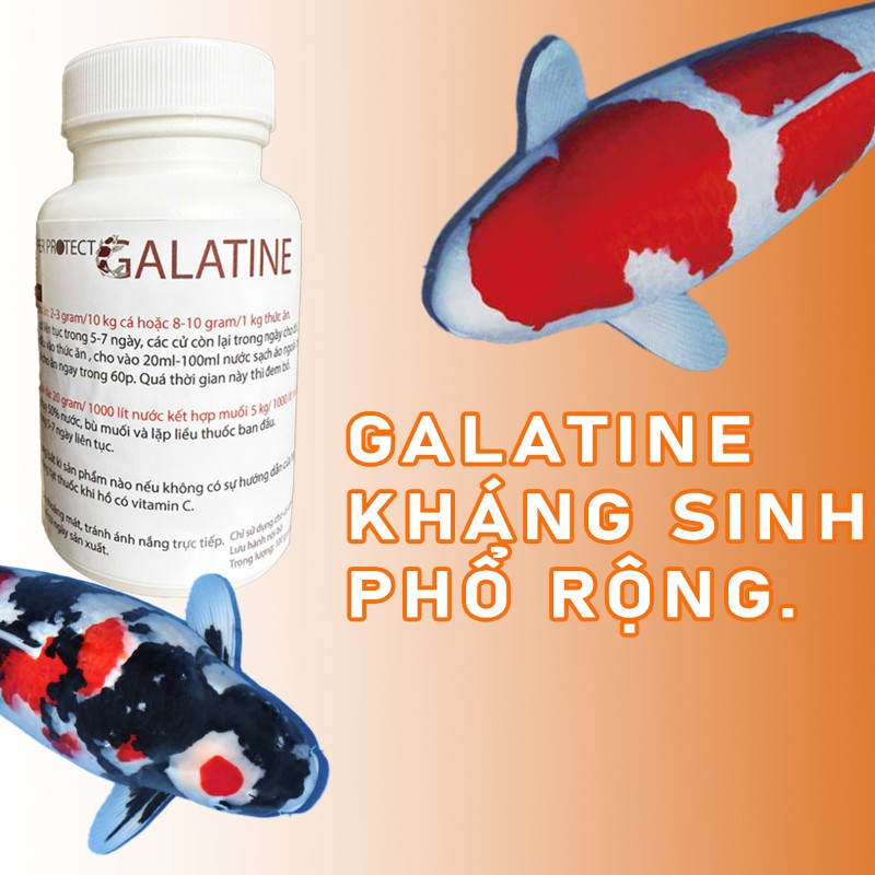 Thuốc kháng sinh phổ rộng điều trị khi cá Koi bị lở miệng