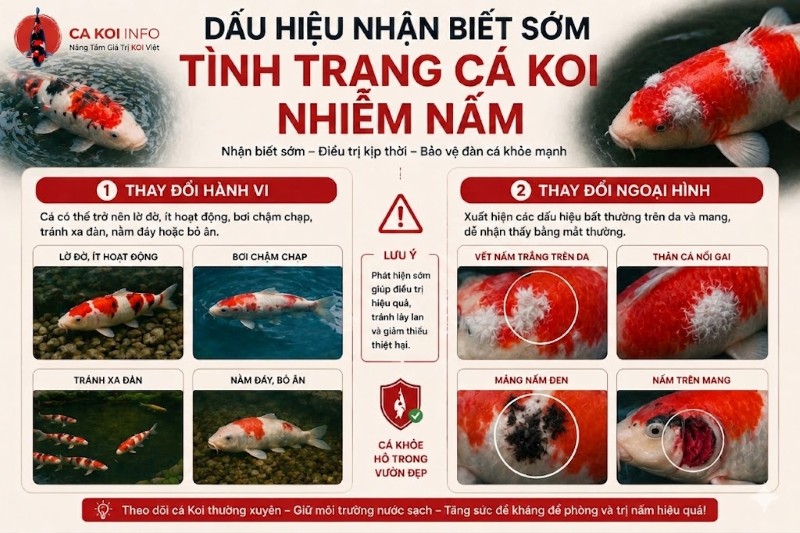 Dấu hiệu nhận biết sớm tình trạng cá Koi bị nấm