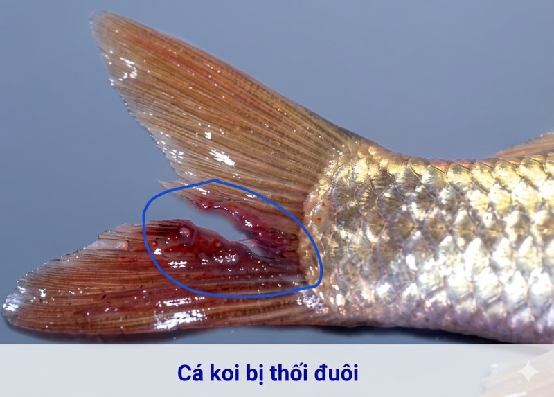 Dấu hiệu nhận biết cá Koi bị thối đuôi