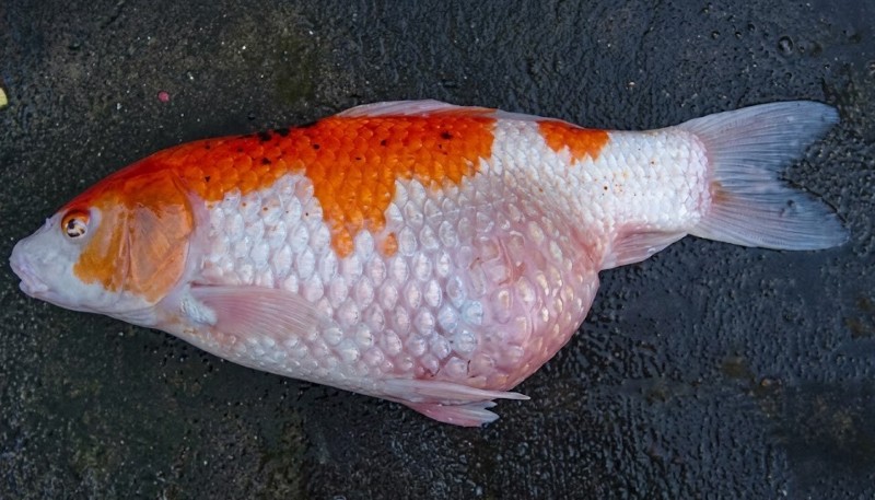 Bụng cá Koi bị tức trứng thường phình to bất thường