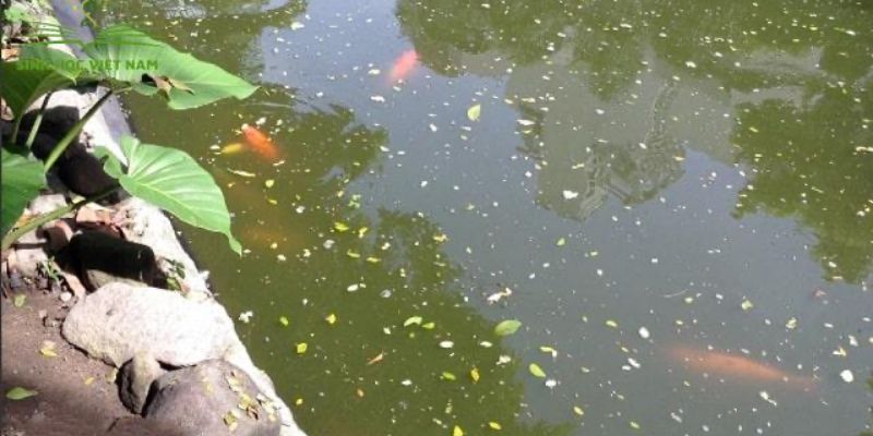 Chất lượng nước suy giảm khiến cá Koi bị xù vảy