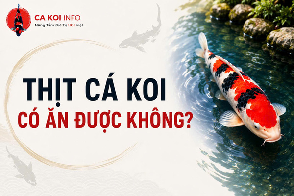 Thịt cá koi có ăn được không?