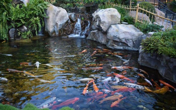 Nuôi cá Koi tại nhà có đẻ được không?