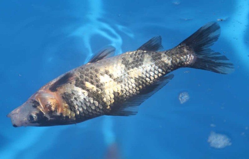 Bệnh ngủ ở cá Koi